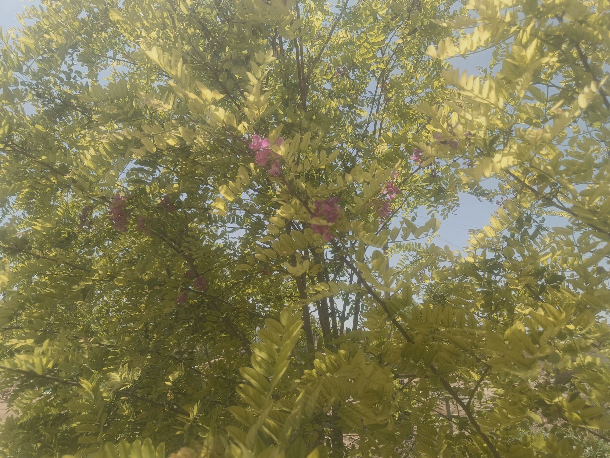 ゛✿洛洛✿的图片