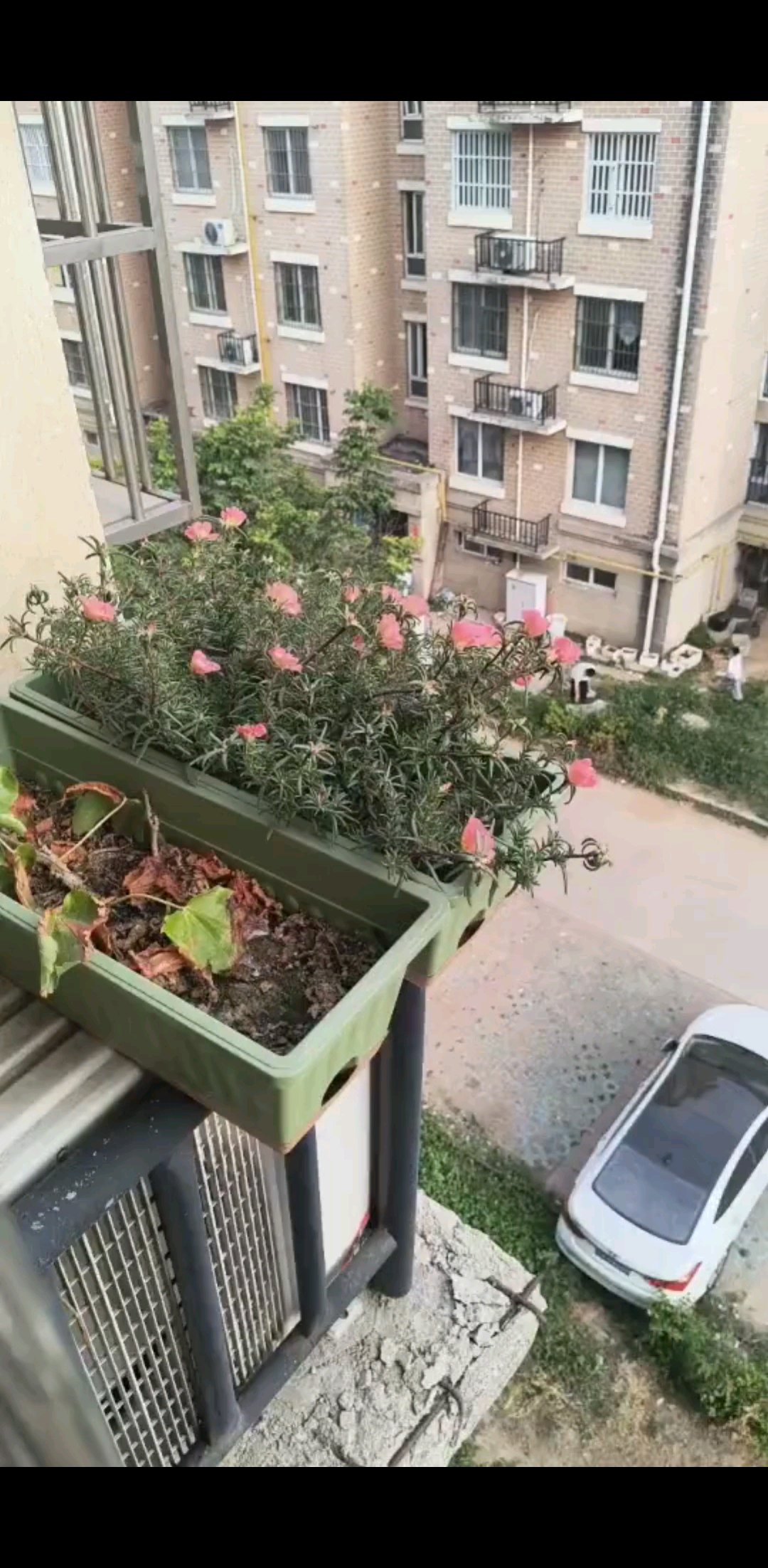 太阳花，太坚强，给点