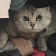 🌈地狱猫💫