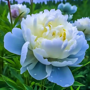 牡丹花VS玫瑰花的头像