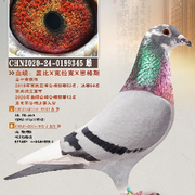 稳拿联队