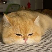 大小花猫头像