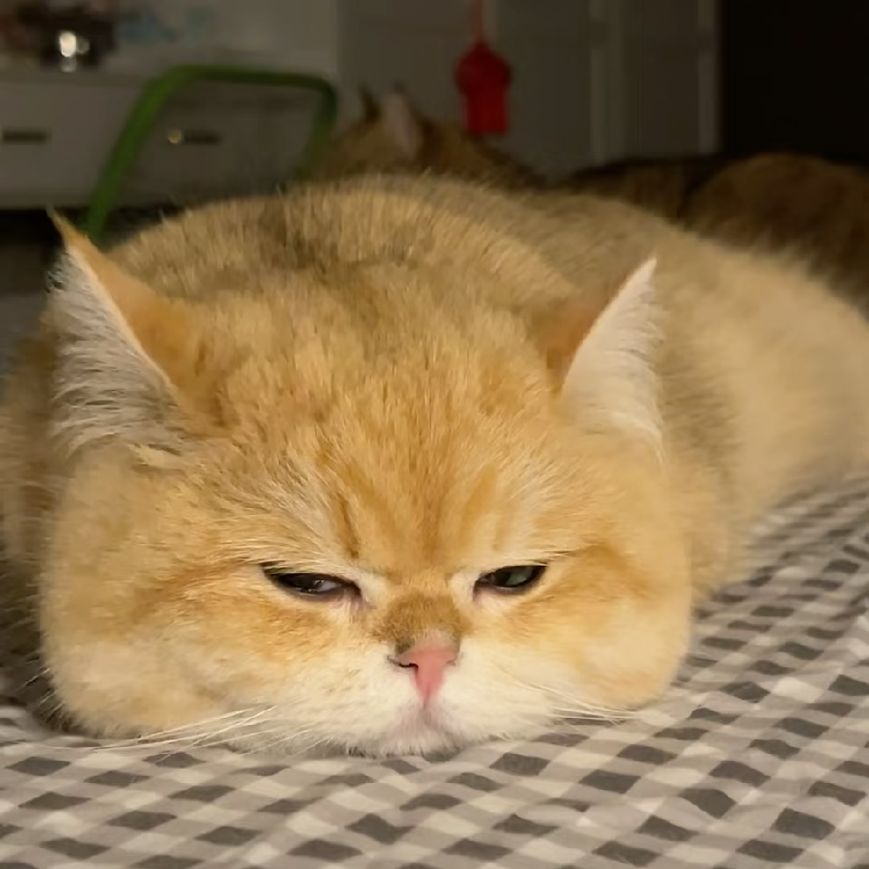 大小花猫海报