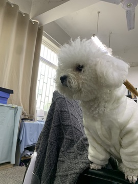 白Y鸭。今晚不播主播照片