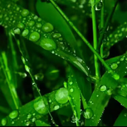 风格wen