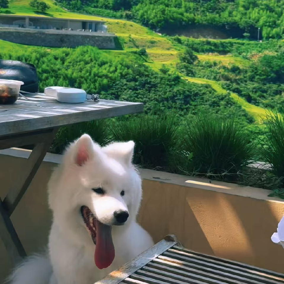 S半夏海报