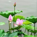 厚德载物a0v
