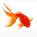 魚sc!的頭像