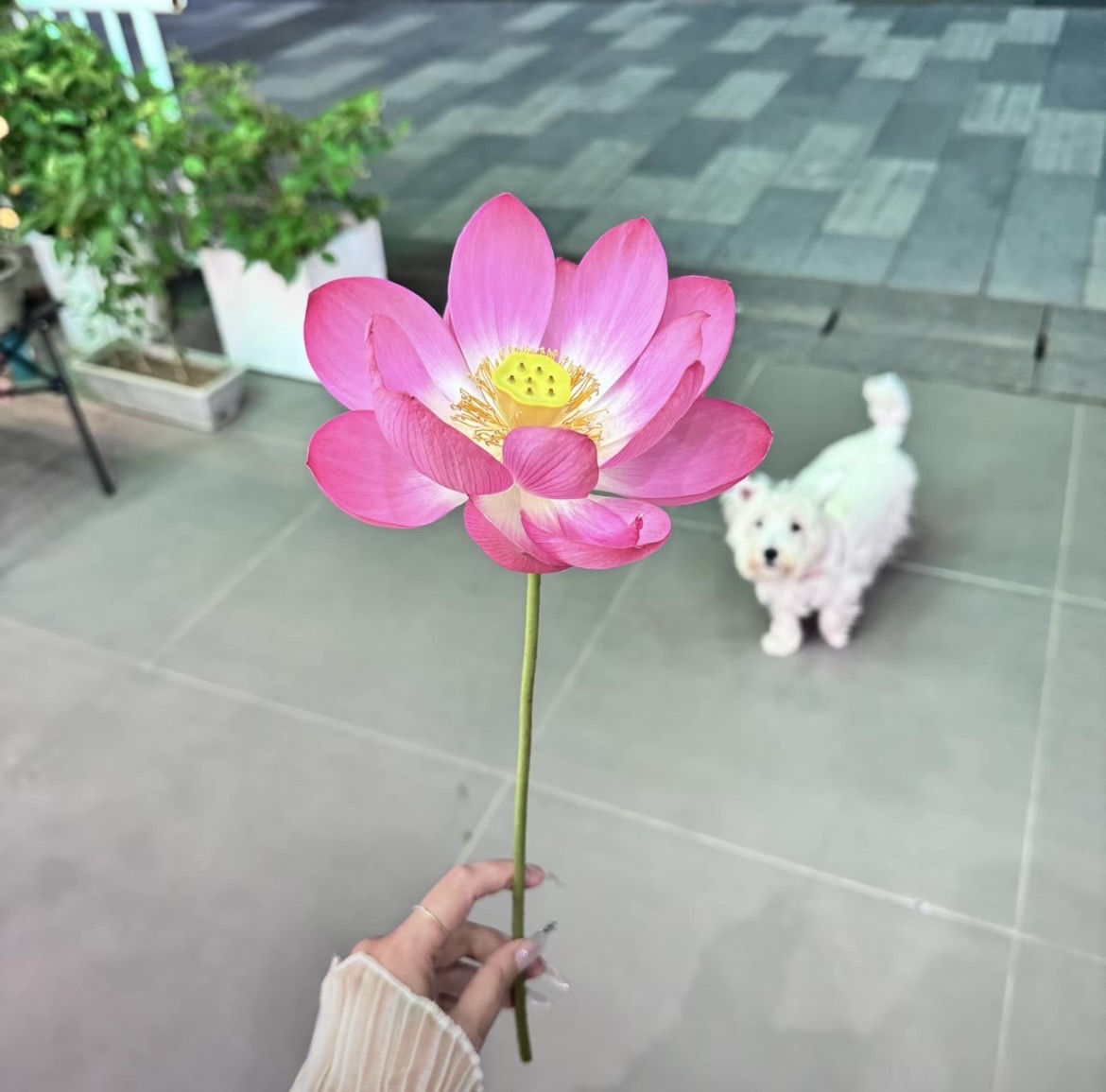 果果~好運(yùn)連連主播圖片