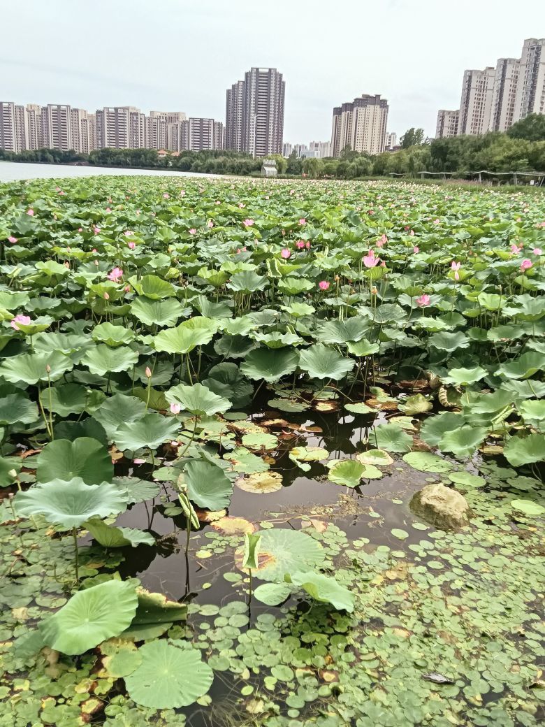酒渡春秋的图片