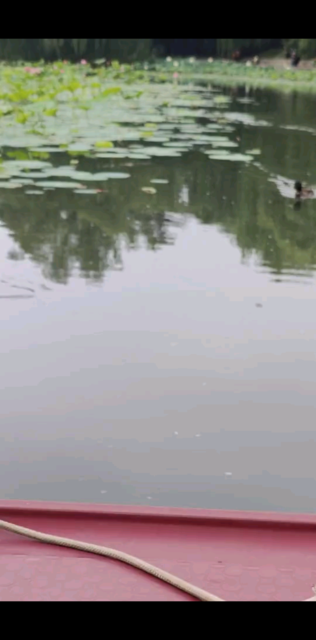 看荷花