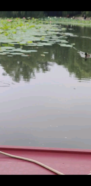 看荷花