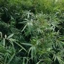 李梓弄水泥的头像