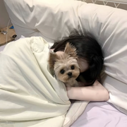 糕冷小湯元的頭像