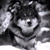 WOLFKING4的头像