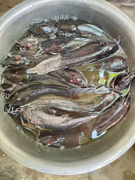保♂罗主播照片
