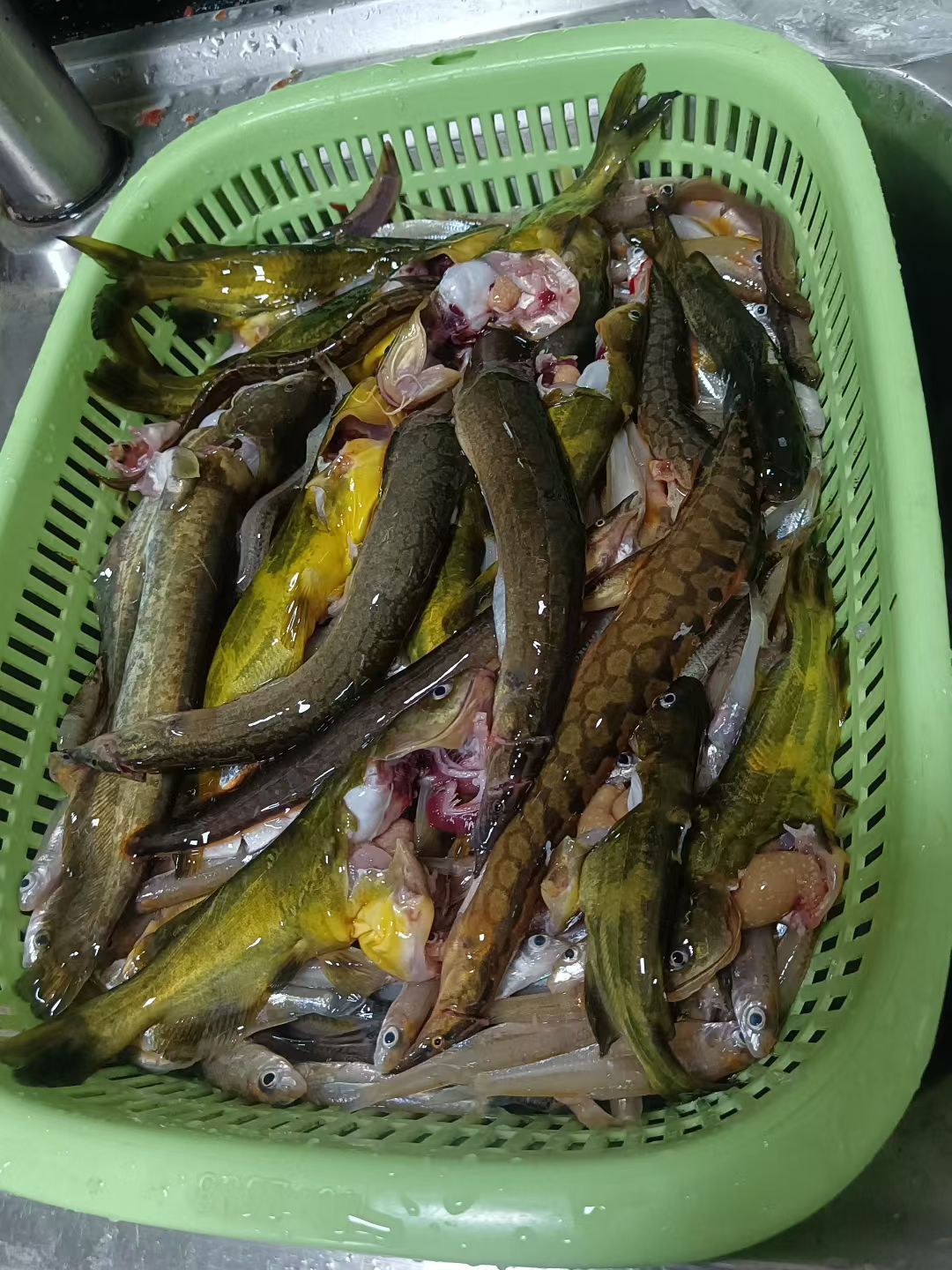 保♂罗主播图片