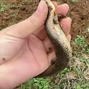 狗婆蛇的頭像