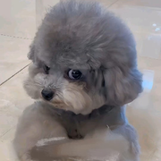 我亲儿子丶