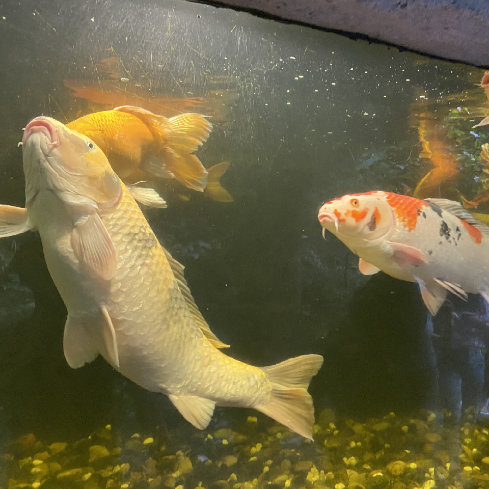 是哥呀海报