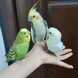 🦋香香加油🦋主播照片