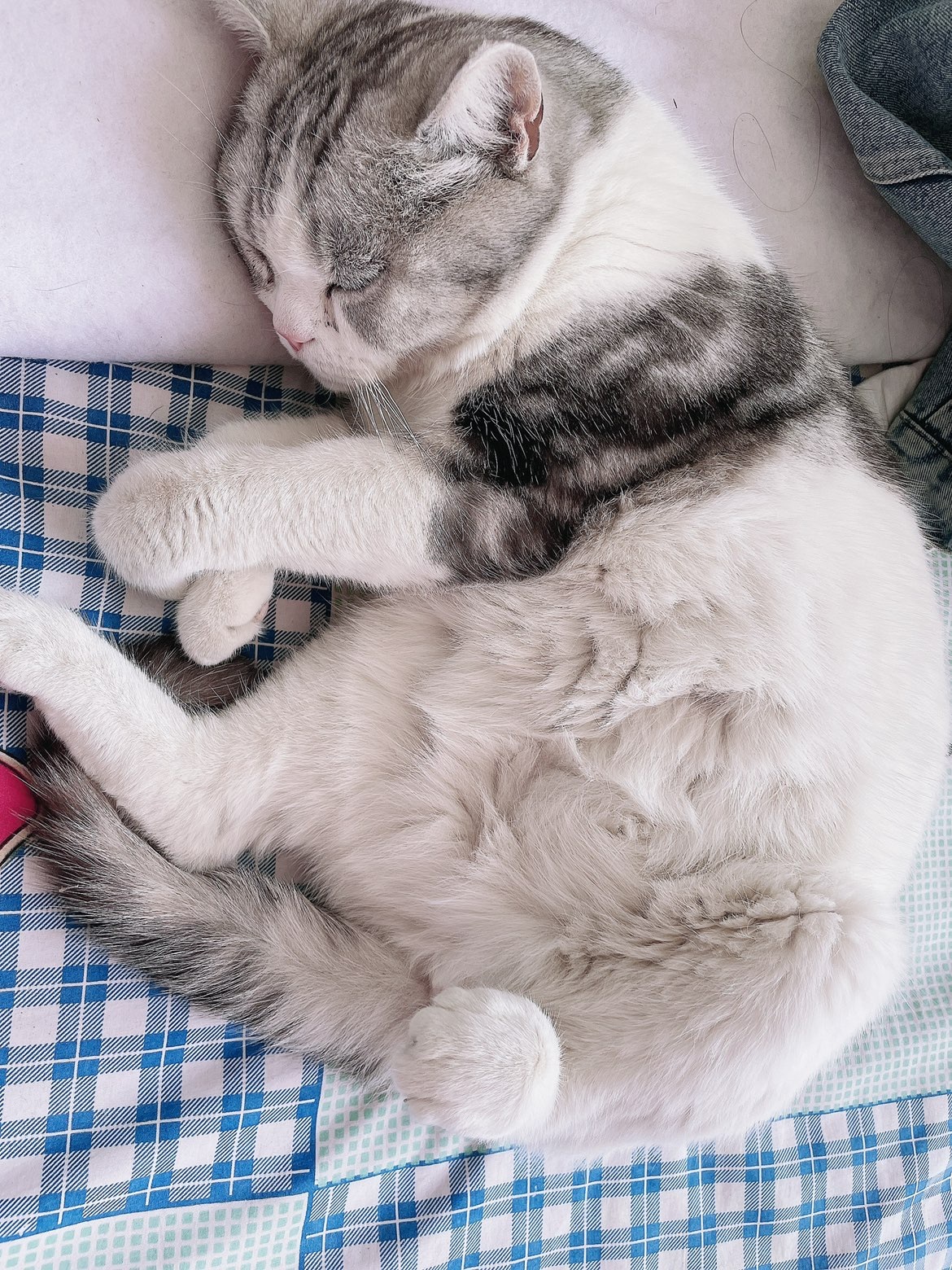 新人小喵🐱的图片