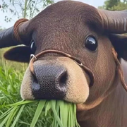 溜）达头像