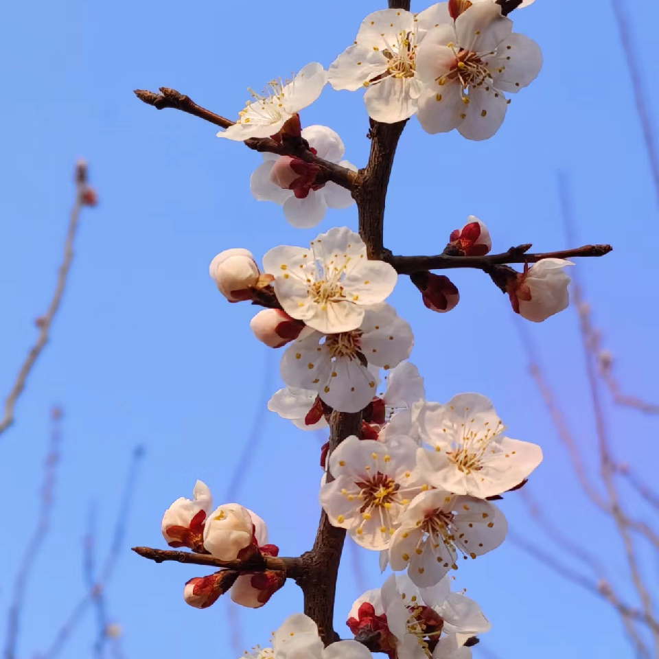 东哥吉祥y海报