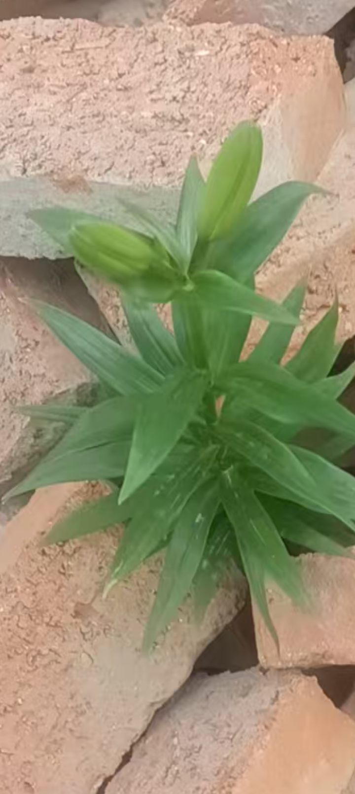 野百合一朵朵🌱🌱主播图片