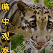 豹哥🐆🐆🐆