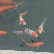 上班摸鱼下班钓鱼的头像