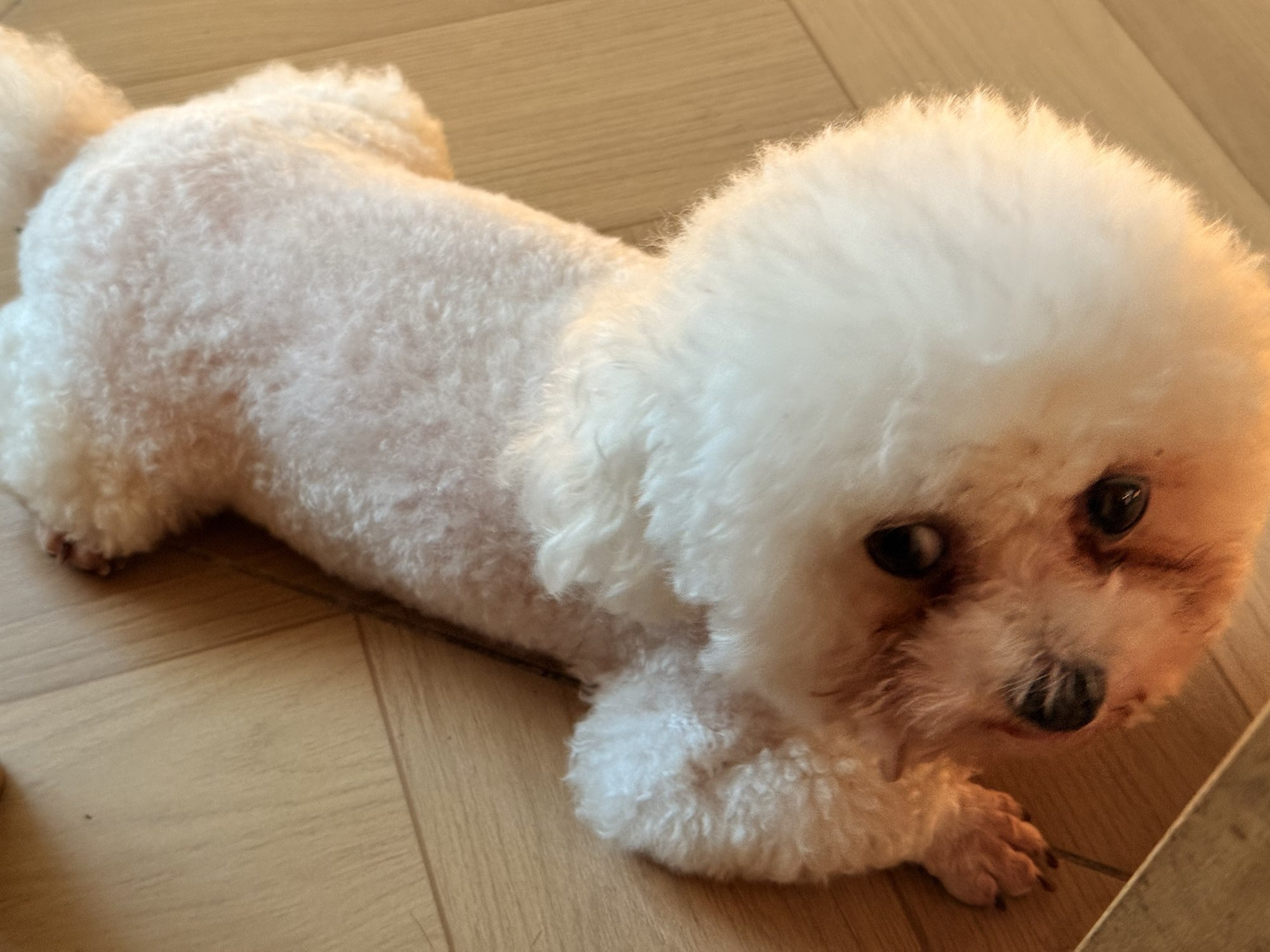 旺旺小糖包🍞的图片