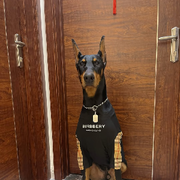 霸道的杜宾犬