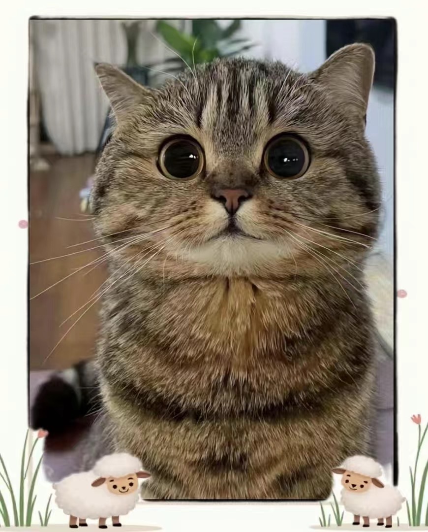 新人小喵🐱的图片