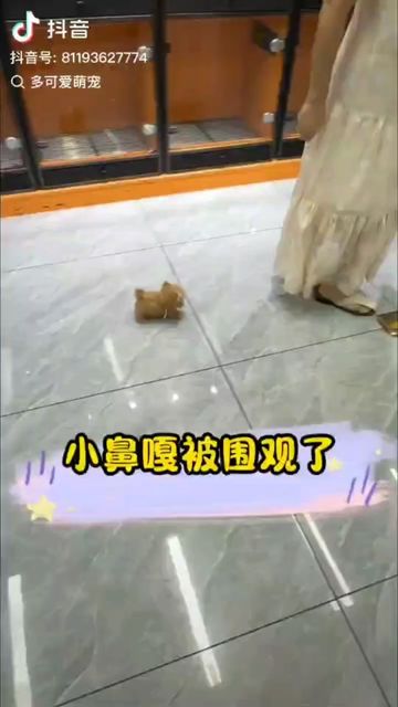 好可爱啊，好想养一只