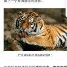 孟洋c