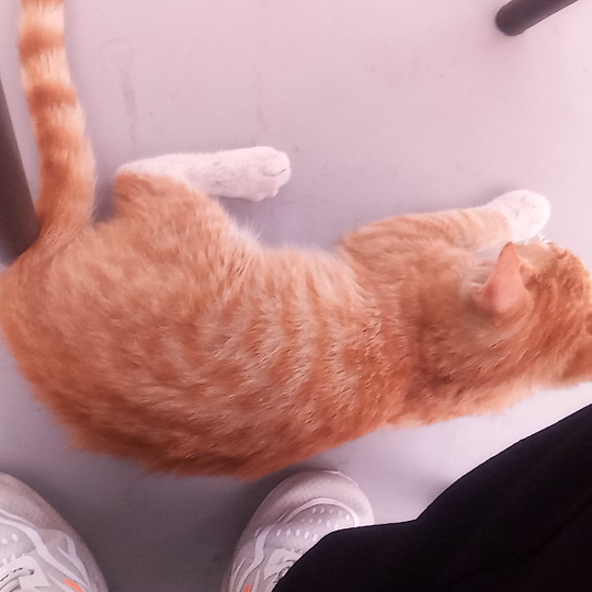 ▪双鱼座阿兴▪海报