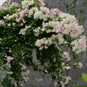 醉：梦缘头像