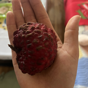 ♀来自首尔的暴龙的头像