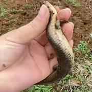 狗尾草①