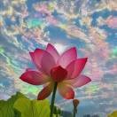 任瑞芝