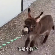 这是小倔驴