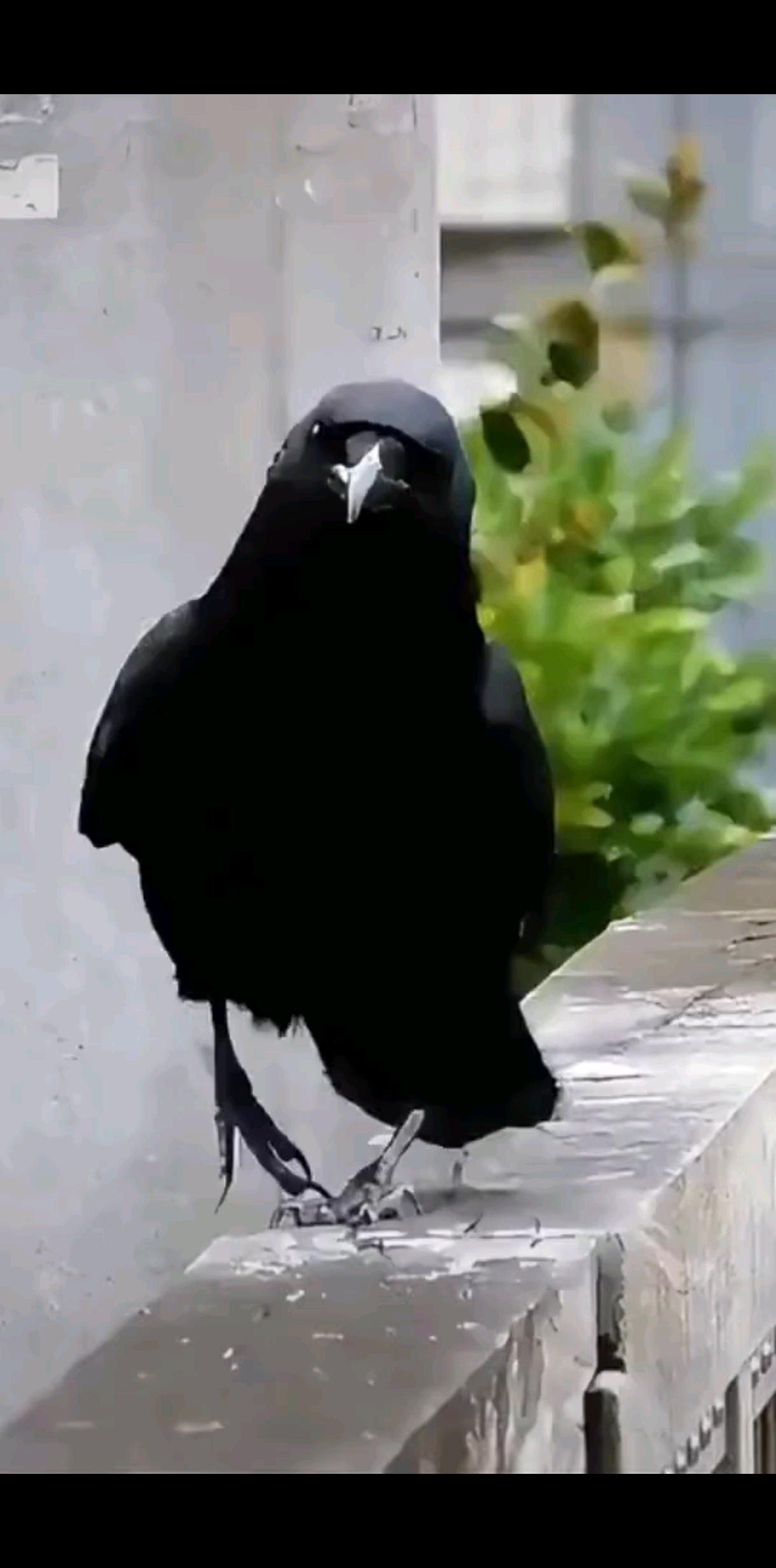 玄鳥