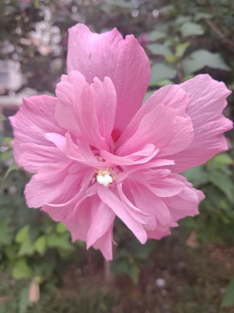 秋天不回来tv的图片
