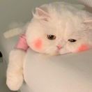 奕97o