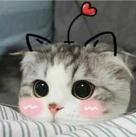 五月代理❀自动秒返的图片
