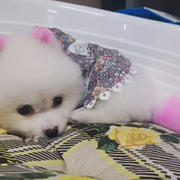 水果是我宠物