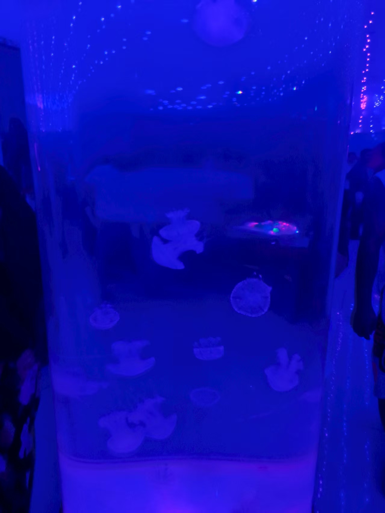 白芷~的图片