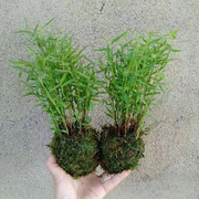 火鱼生龙