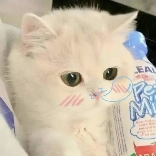 🔰鬼精灵🍨的头像